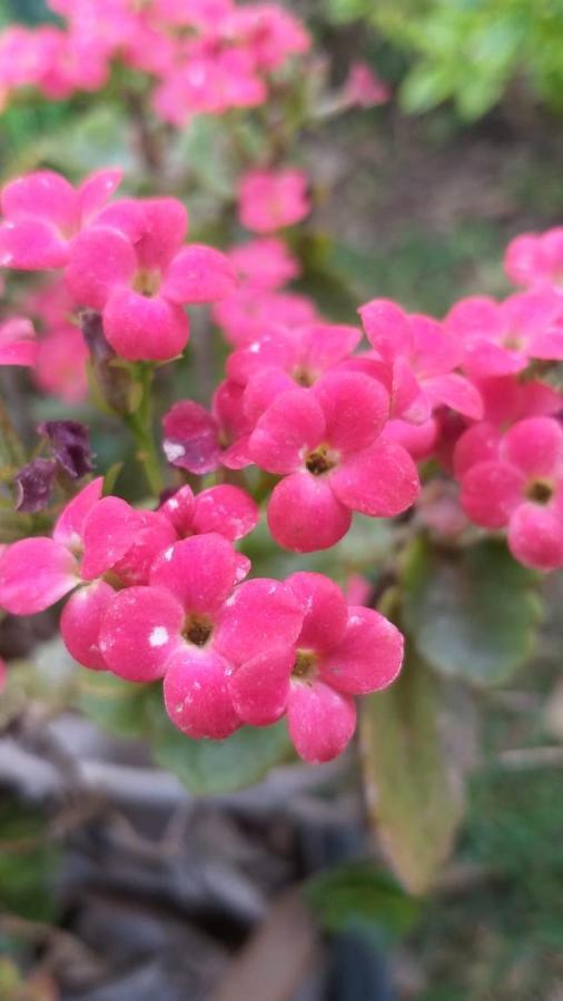 Casa Amor تيبوزتلان المظهر الخارجي الصورة